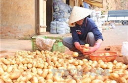 Cấm khoai tây Trung Quốc vào chợ nông sản Đà Lạt